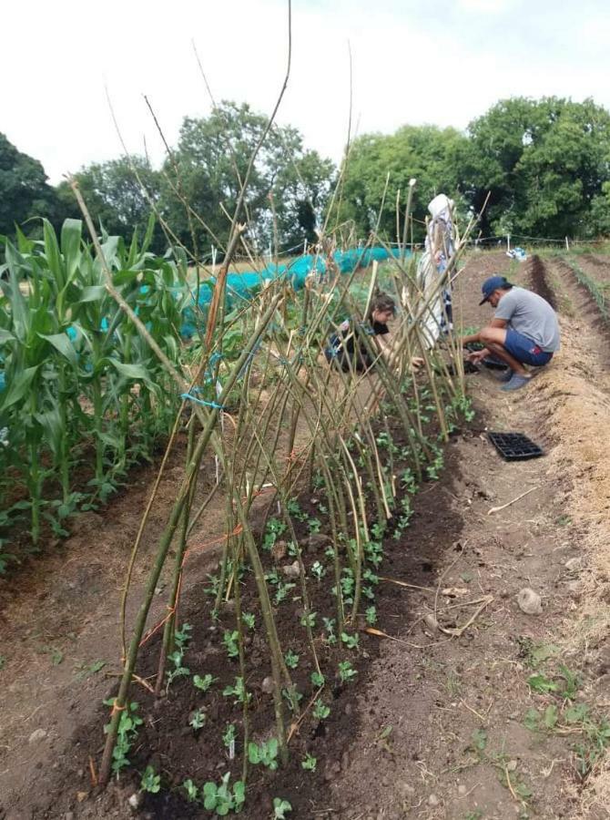 Hotel Castletownmoor Clinic & Permaculture Farm Kells  Exterior foto